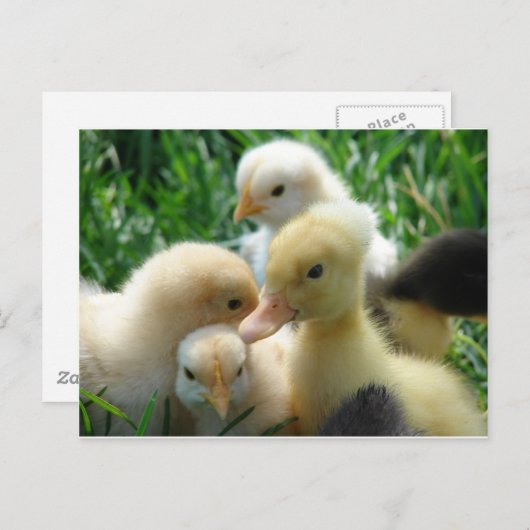 Küken und Enkeln Postkarte (Vorne/Hinten)