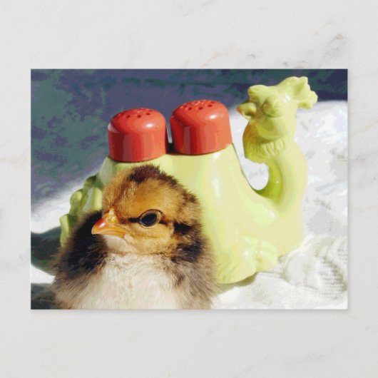Küken und Kamel Postkarte (Vorderseite)
