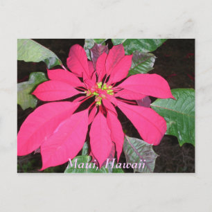 Kula Poinsettia Postkarte