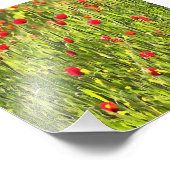 Kulturwiese Mohnlandschaft Fotodruck (Ecke)