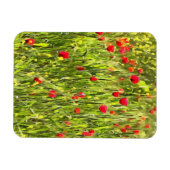 Kulturwiese Mohnlandschaft Magnet (Horizontal)