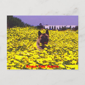 Kuma die Akita Postkarte
