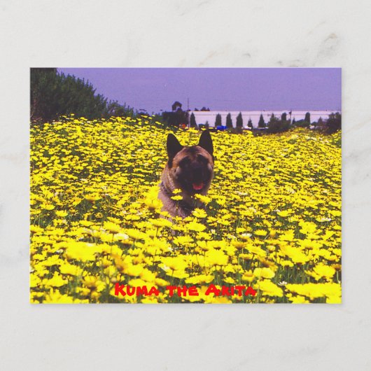 Kuma die Akita Postkarte (Vorderseite)