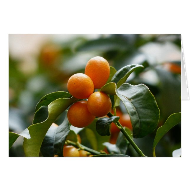 Kumquats auf der Zweigstelle Kumquat Tree (Vorderseite (Horizontal))
