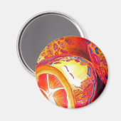 Kumquats-Zitrusfrüchte Magnet (Vorderseite/Rückseite)