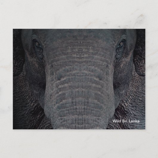 Kundengerechte Sri Lanka Elefant-Postkarte Postkarte (Vorderseite)