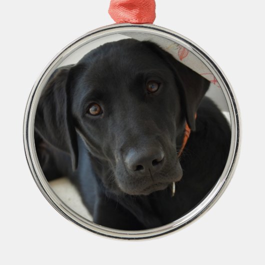 Kundengerechtes schwarzes Labrador retriever Ornament Aus Metall (Vorne)