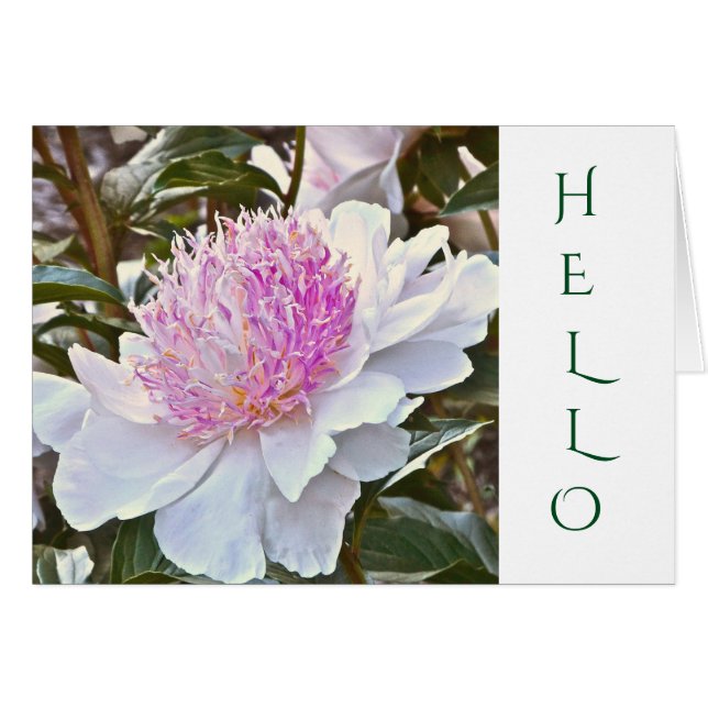 KUNDENKARTE /WEISS UND PINKKOPF/HELLO (Vorderseite (Horizontal))