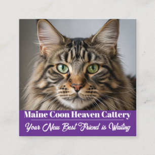 Kundenspezifische Foto Maine Coon Cattery Business Quadratische Visitenkarte