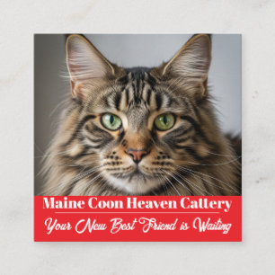 Kundenspezifische Foto Maine Coon Cattery Business Quadratische Visitenkarte