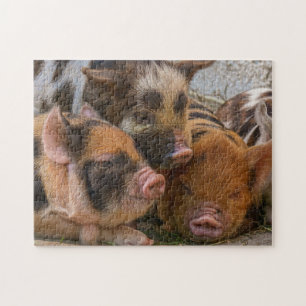 Kune-Ferkel Puzzle