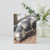 Kunekune Pig Postkarte (Stehend Vorderseite)