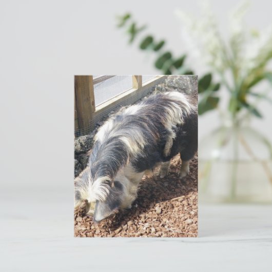 Kunekune Pig Postkarte (Stehend Vorderseite)