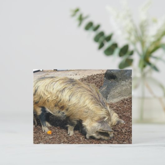 Kunekune Pig Postkarte (Stehend Vorderseite)