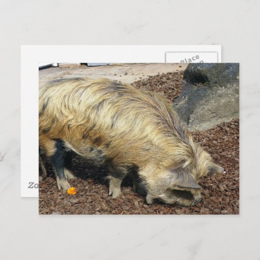 Kunekune Pig Postkarte (Vorne/Hinten)