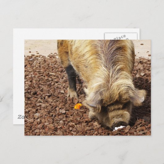Kunekune Pig Postkarte (Vorne/Hinten)