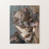 KuneKune Piglet Puzzle (Vertikal)