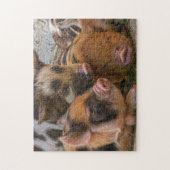 KuneKune Piglets Puzzle (Vertikal)