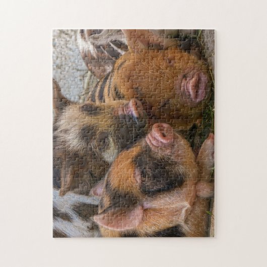 KuneKune Piglets Puzzle (Vertikal)