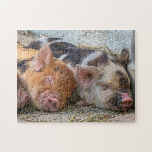 KuneKune Piglets Puzzle (Horizontal)