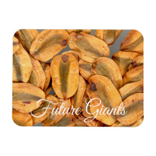 Künftige Giganten, riesige Redwood Seeds Magnet