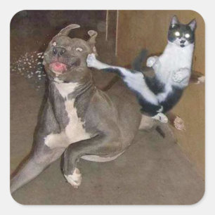 Kung Fu Kitty Quadratischer Aufkleber