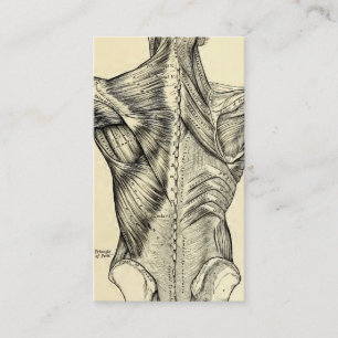 Kunst der menschlichen Anatomie Rückenmuskeln (um Visitenkarte