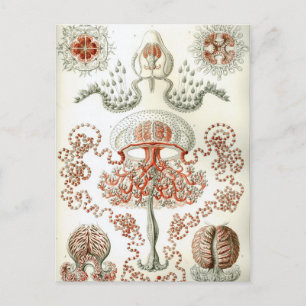 Kunst der Natur Vintage Ernst Haeckel Anthomedusae Postkarte