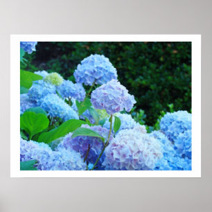 Kunst Drucke Dekorative Blaue Hortensien Blumen Fl