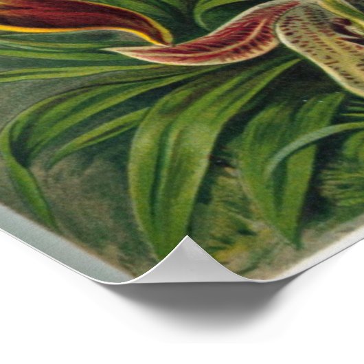 Kunst - Orchideen Poster (Ecke)