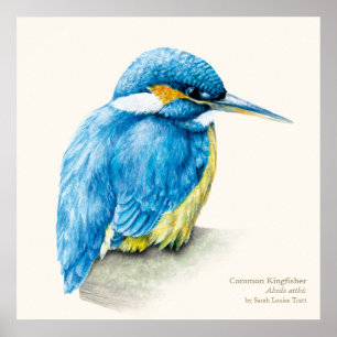 Kunst-Plakatdruck des Eisvogels ornithologischer Poster