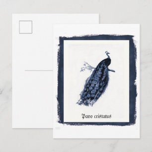 Kunst-Remix Indischer Pfau (Pavo Cristatus) Poster Postkarte