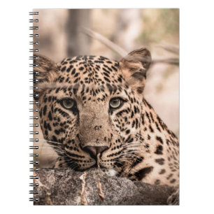 Kunstbild männlicher Leoparden oder Pantherportrai Notizblock