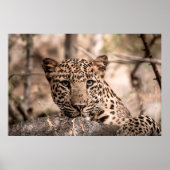 Kunstbild männlicher Leoparden oder Pantherportrai Poster (Vorne)