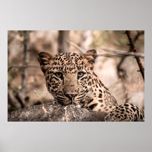 Kunstbild männlicher Leoparden oder Pantherportrai Poster (Vorne)