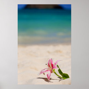 Kunstdruck der Strand-Lilie 24x36 Poster