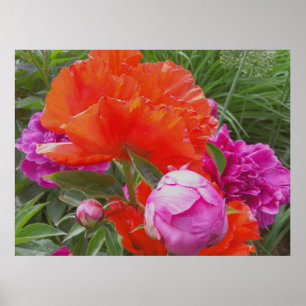Kunstdrucken: Pupien, Peonies, Orange und Rosa Poster