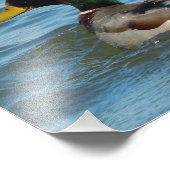 Kunstdruckerei: Mallard Duck Fotodruck (Ecke)