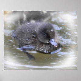 Kunstdruckerei: Schwarzes Duckling Poster