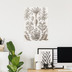 Kunstformen in der Natur - Ernst Haeckel Poster