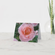 Kunstfotografie der Pink Rose auf einer gefalteten