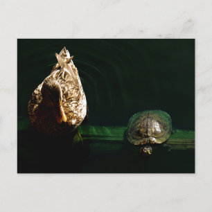 Kunstfotografie von Schildkröten und Enten Postkarte