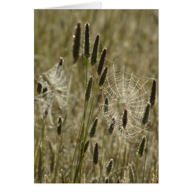 Künstler der Natur (Vorne)