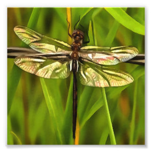 Künstlerische Libelle in Braun und Gelb auf Grün Fotodruck