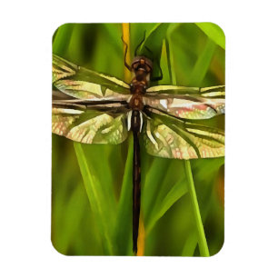 Künstlerische Libelle in Braun und Gelb auf Grün Magnet
