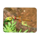 Künstlerische Libellenruhe auf einer Blume Magnet (Horizontal)