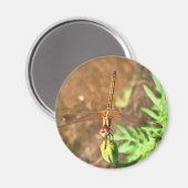 Künstlerische Libellenruhe auf einer Blume Magnet (Vorderseite/Rückseite)