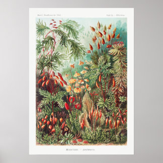 Künstlerische Vintage Illustration Natur Ernst Hae Poster