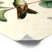 Kunstposter Booted Racket Tail Kolibris Poster (Ecke)
