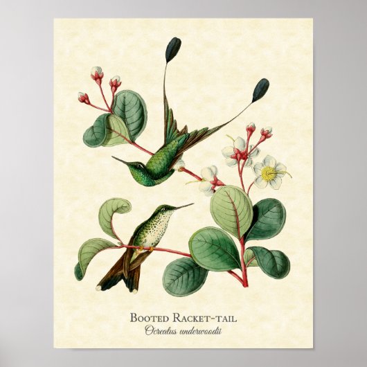 Kunstposter Booted Racket Tail Kolibris Poster (Vorne)
